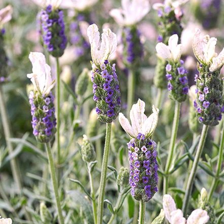 white and purple spanish lavender flowers