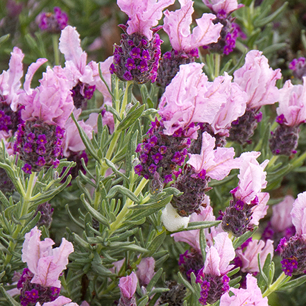 deep rose lavender flowers