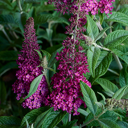 bright red-purple spikes of butterfly bush flowers
