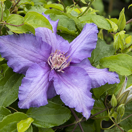 light purple clematis flower