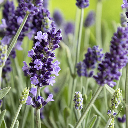 deep purple lavender flower with bee