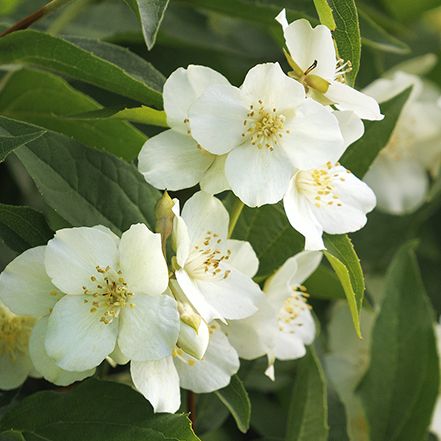 fragrant white mock orange flowers