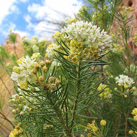 white milkweed flowers