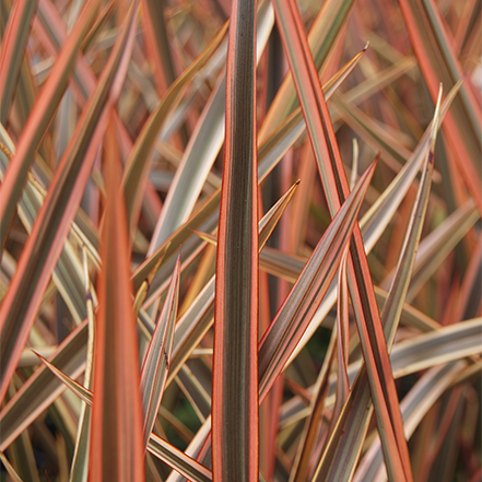 plum and pink new zealand flax foliage