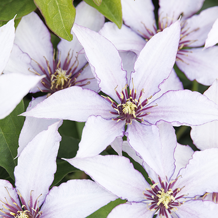 white and purple Clematis flowers