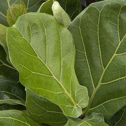 fiddle leaf fig is a favorite houseplant