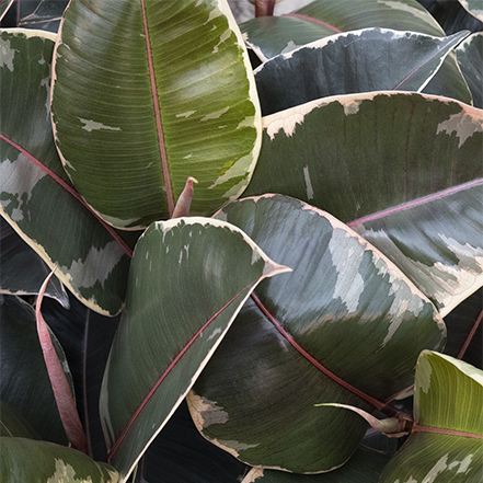 green and white leaves of tineke rubber plant