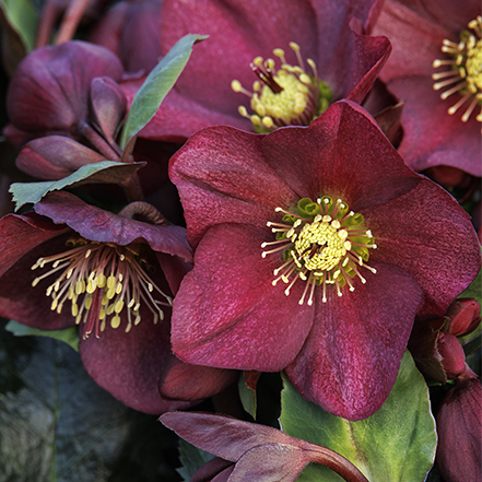 red hellebore flower with yellow eye at center