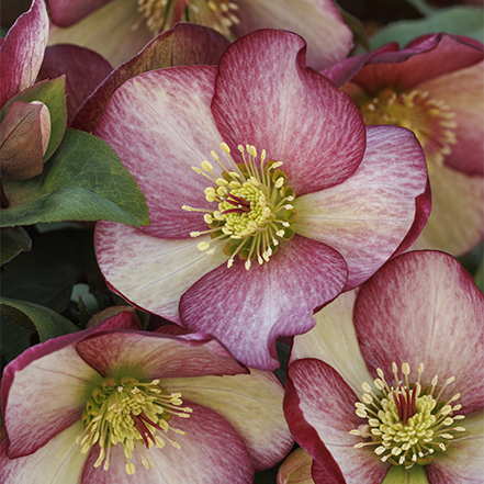 pink, red and white ice n roses rosado hellebore flowers