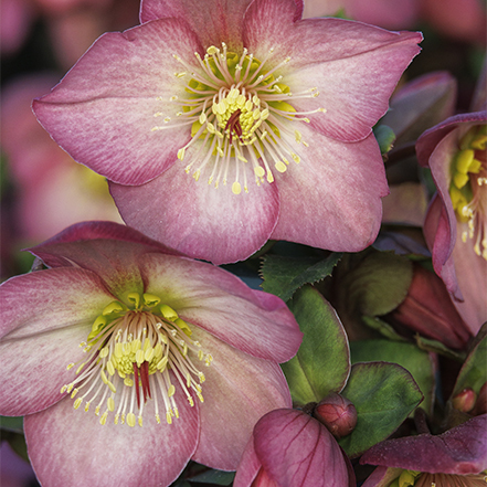 pink hellebore flowers