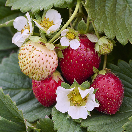 red strawberries and white strawberry flowers
