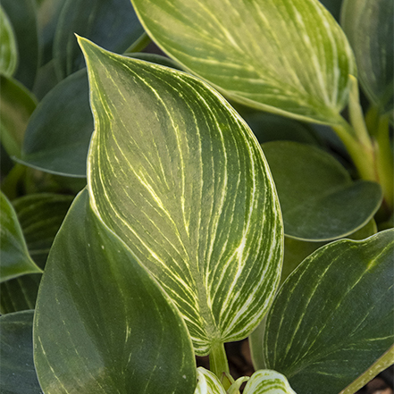 variegated green and cream birkin philodendron leaves