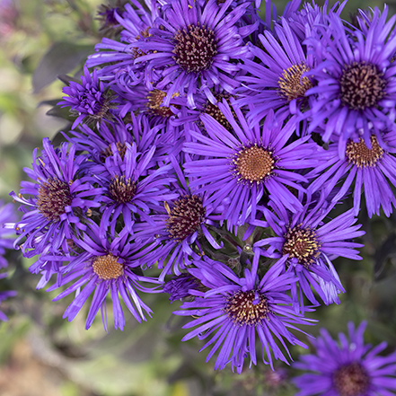 purple aster flowers