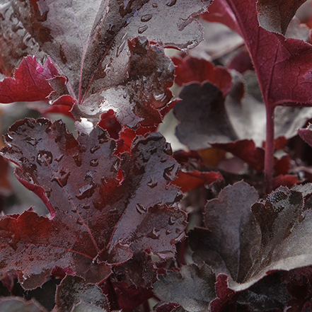 dark purple balboa sunset heuchera leaves