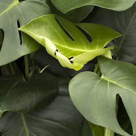 monstera leaves