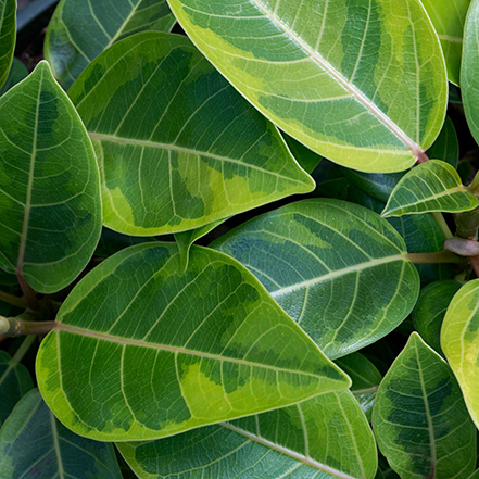 asian council tree ficus leaves