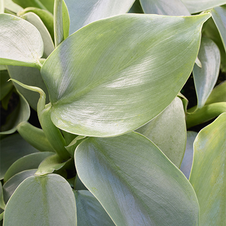 gray green leaves