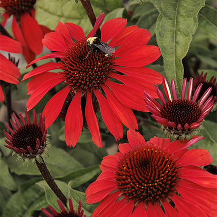 deep red panama red coneflower