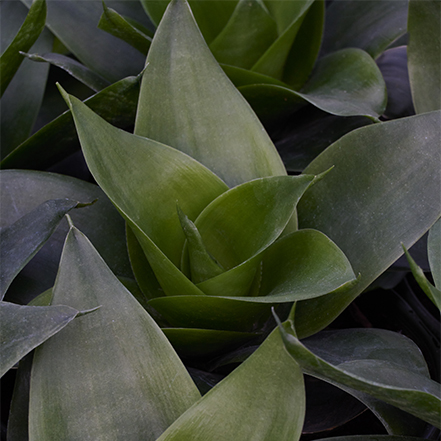 black jade snake plant