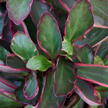 green peperomia leaves with pink-red edges