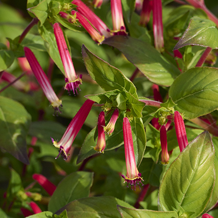 red cuphea flowers