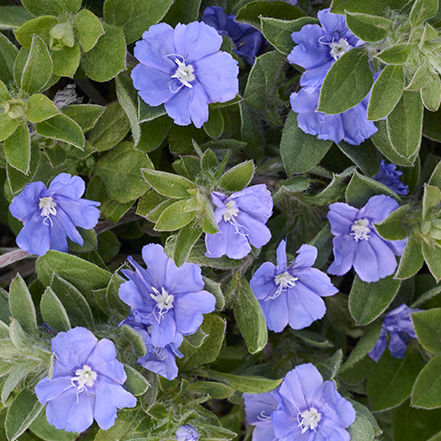 blue flowers of beach bum evolvulus