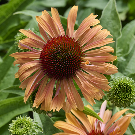 apricot coneflower