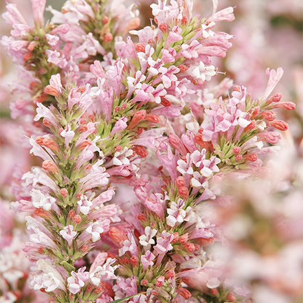 pink agastache flowers