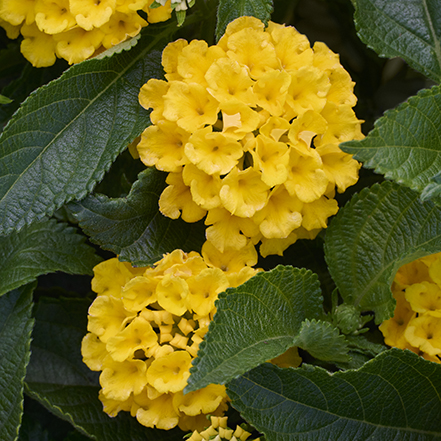 yellow fiesta pina lantana