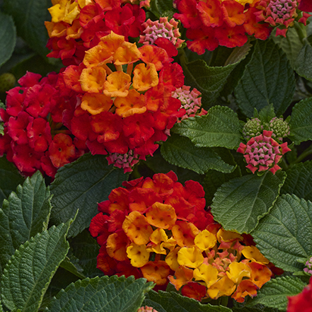 red and yellow lantana