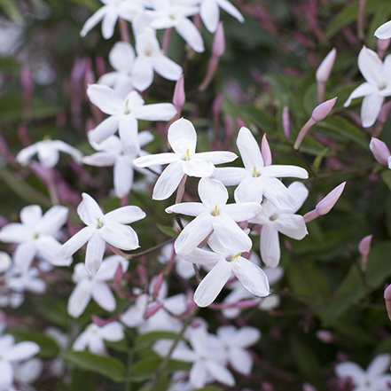 white and pink pink jasmine flowers