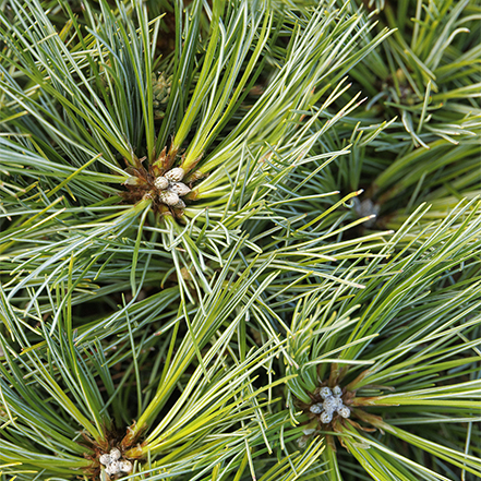 blue shag eastern white pine foliage