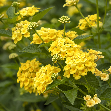 yellow lantana flowers