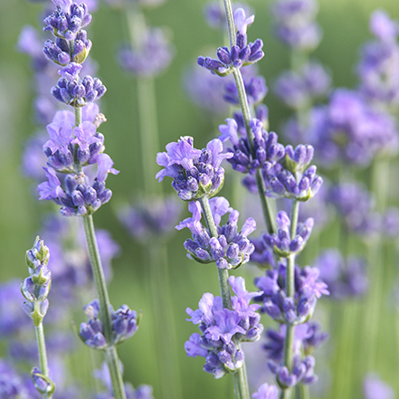 munstead lavender flowers