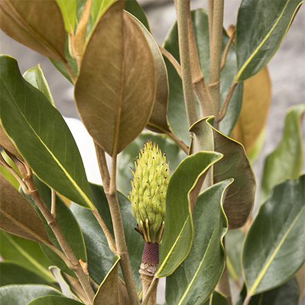 green and brown magnolia leaves