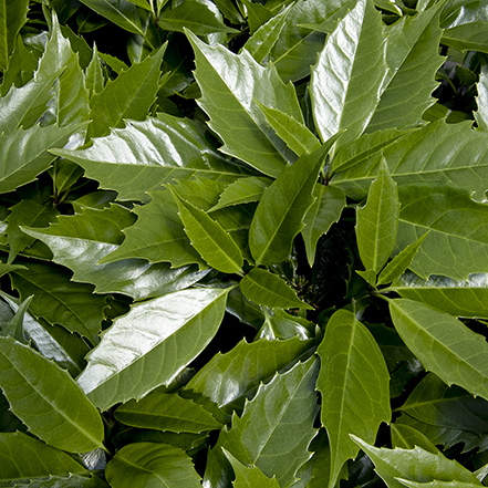 green aucuba leaves