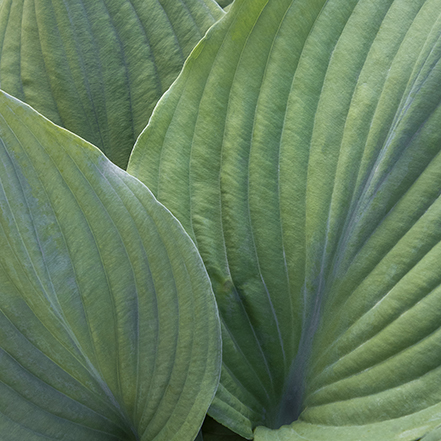 blue angel hosta