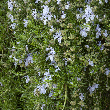 carpet rosemary