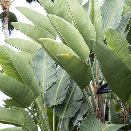 giant bird of paradise