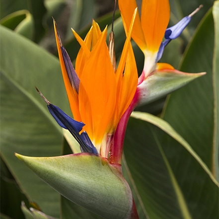 bright orange and blue flowers of bird of paradise