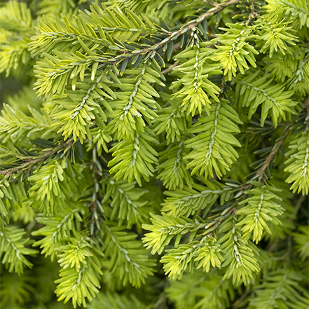 bright green emerald fountain canadian hemlock foliage