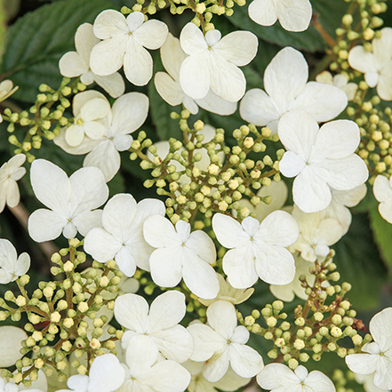 Summer Snowflake Viburnum