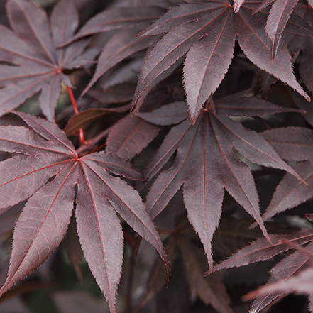 bloodgood japanese maple leaves