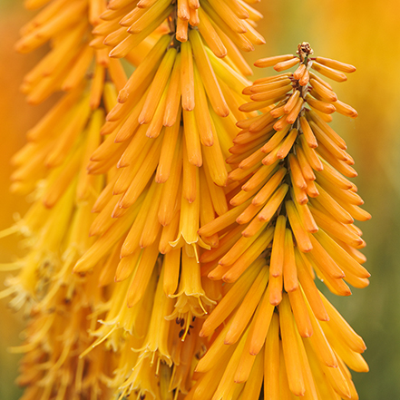 mango popsicle dwarf poker flowers