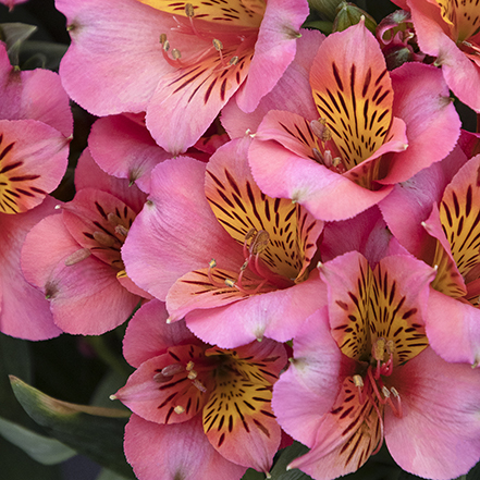 pink peruvian lily