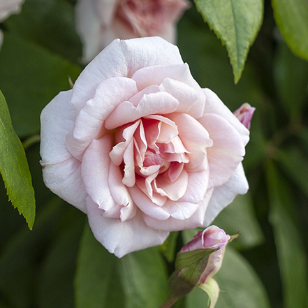 pink cecile brunner climbing rose