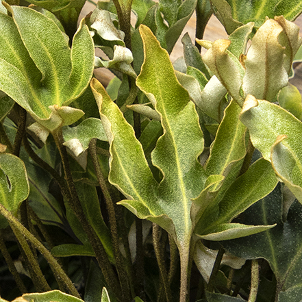 finger fern