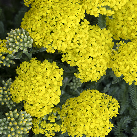 yellow yarrow flowers