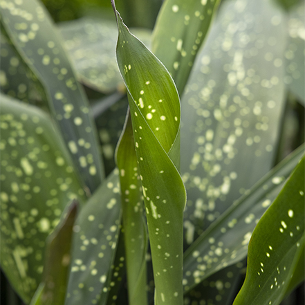 green cast iron plant leaves with creamy yellow spots