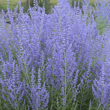 purple russian sage flowers